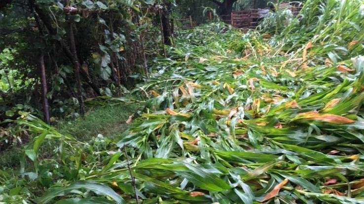 Maize crop destroyed in half a dozen villages, people upset