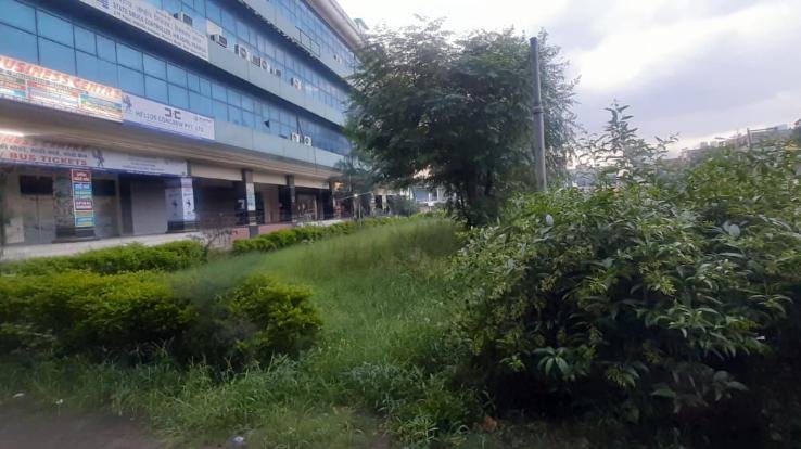 forest of bushes built around the State Pollution Control Board office