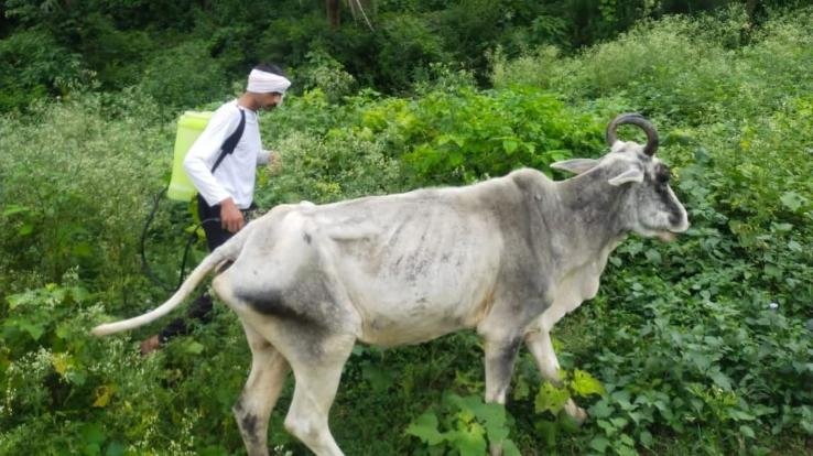 Treatment of destitute animals roaming in injured condition in Bathra Panchayat - Parikshit Kumar