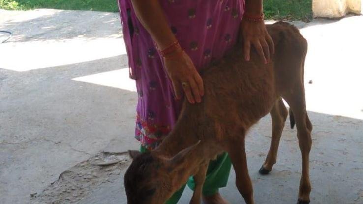 Panic among the people of Chatwal village of Panchayat Landiyara due to leopard terror