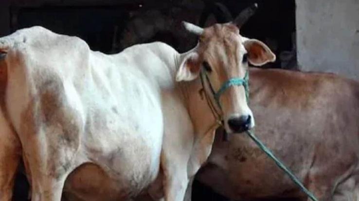 Lumpy virus havoc in India, more than 15 lakh cows in 15 states engulfed