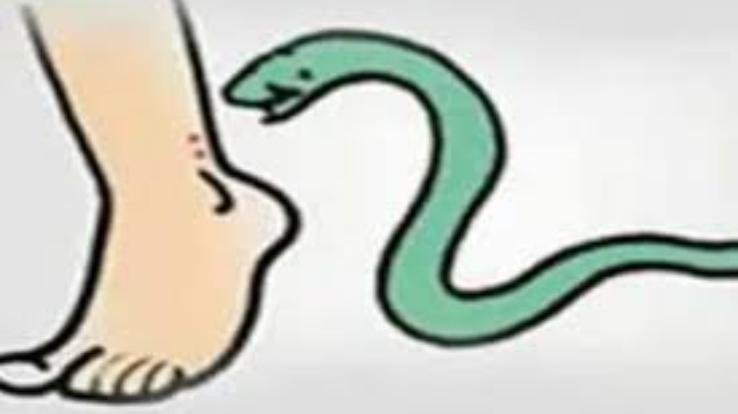 Jwalamukhi: Gagduhi's 2-year-old girl was bitten by a snake, died