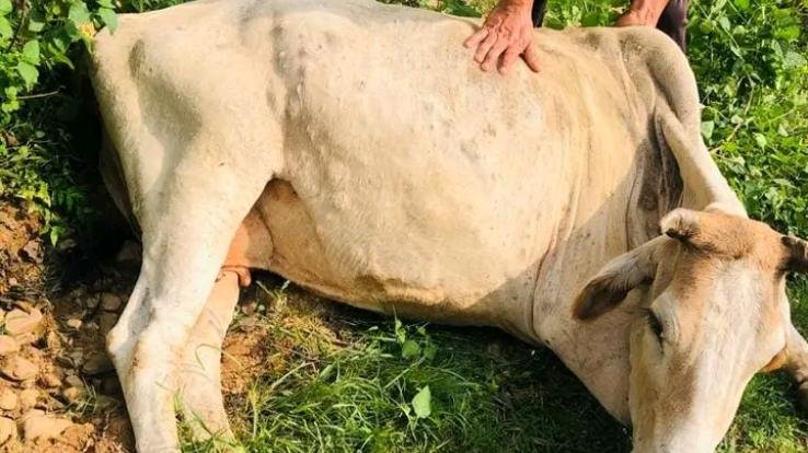 Lumpy skin disease spreading rapidly in the state