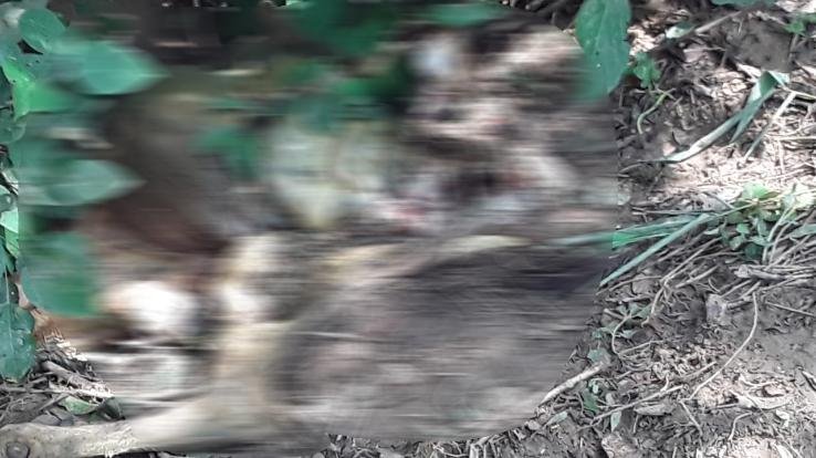  Leopard danced with a cow tied in the fields