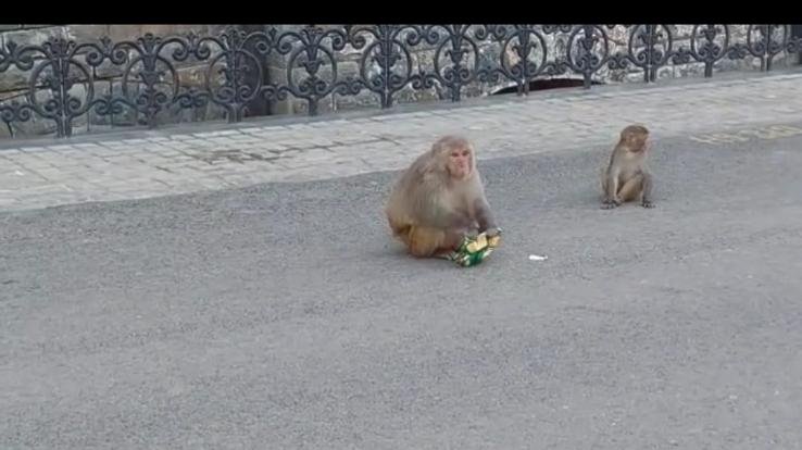 Monkey looted a bag full of money in Shimla, 75 thousand rupees were in the bag