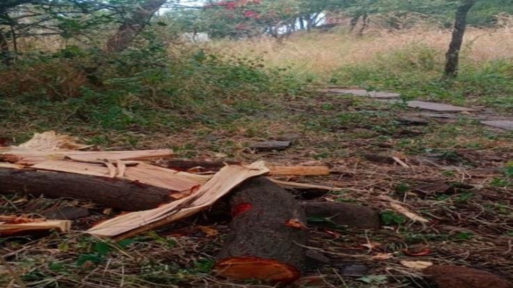 Dehra: 4 sandalwood trees cut from proprietary land, case filed against unknown person