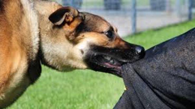 In Dadasiba, mad dogs hunted dumb animals and dogs