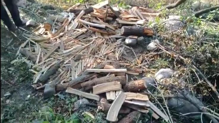 Sandalwood smuggler gang cut trees in Jaisinghpur and Karnaghat forests