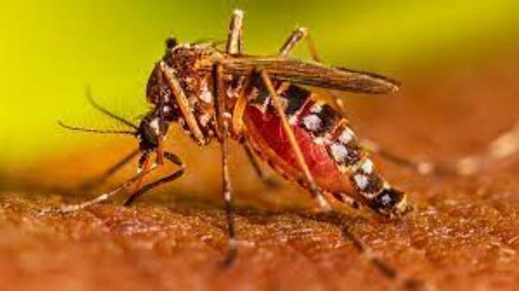 Solan: Dengue outbreak continues in Baddi and Nalagarh, 11 cases surfaced yesterday