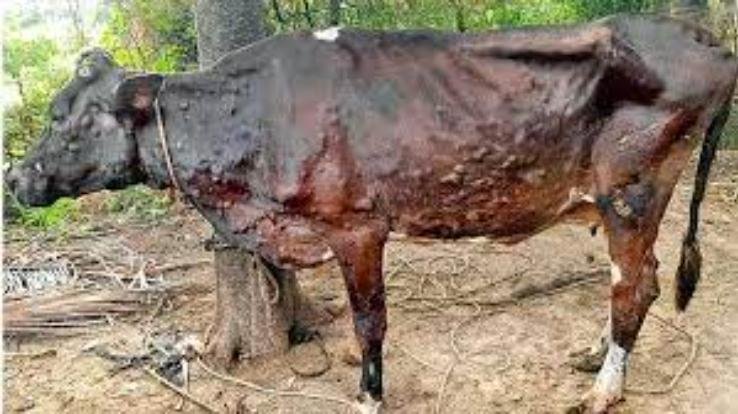 Solan: Lumpy virus outbreak reduced, Animal Husbandry Department will do carpet vaccine