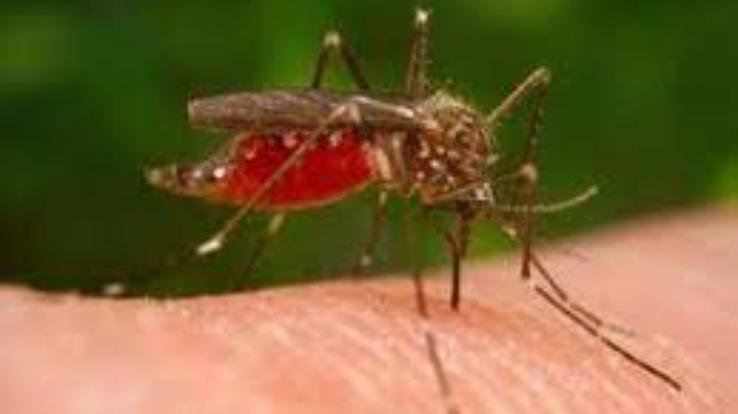 First case of Japanese encephalitis reported in Maharashtra's Pune