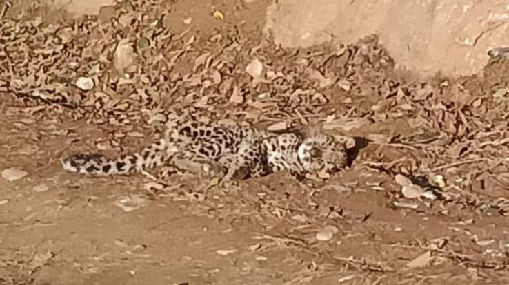 महरोल गांव में रविवार को तेंदुए का बच्चा मिलने से हड़कंप