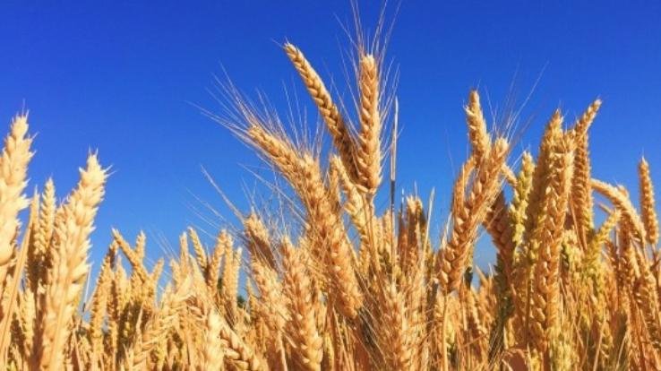 Indora: Wheat crop getting spoiled due to lack of rain, farmers upset