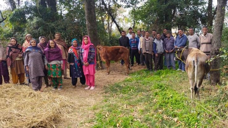 government should make arrangements to send the destitute animals to the shelter-villagers