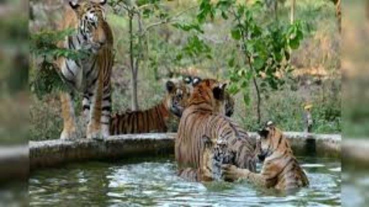 Dehra: Forest Department's biggest zoo will open in Bankhandi