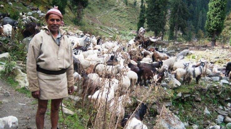  Kangra's organic wool reaches western markets