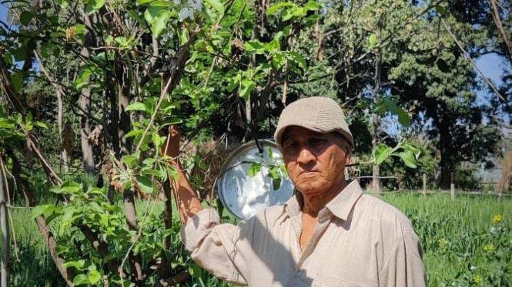 Apple plants waved in the garden of Dadasiba's retired headmaster Ratan Chand Kaundal