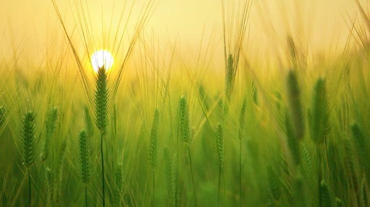 Agriculture Department Kunihar made 30 farmers take a training tour of natural farming in Jylang village