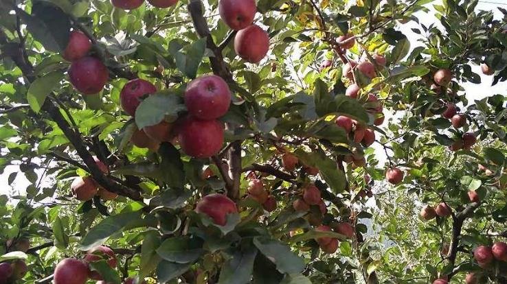 Government's attitude positive on Bagwan Talkh