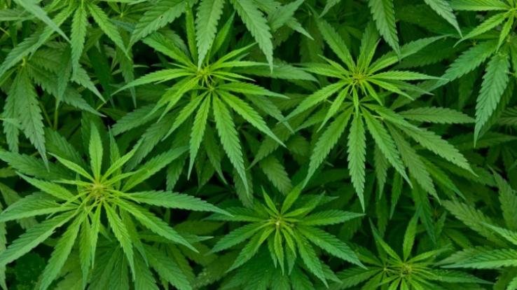 Retired doctors support the government for cannabis cultivation in the state