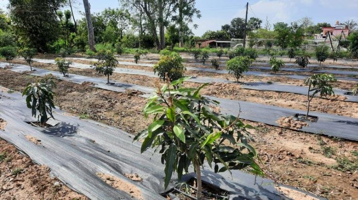 Indora: Horticulture Department prepared 6 new varieties of mango