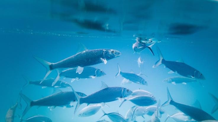 Shimla: Blue revolution will come in the state due to the efforts of the state government