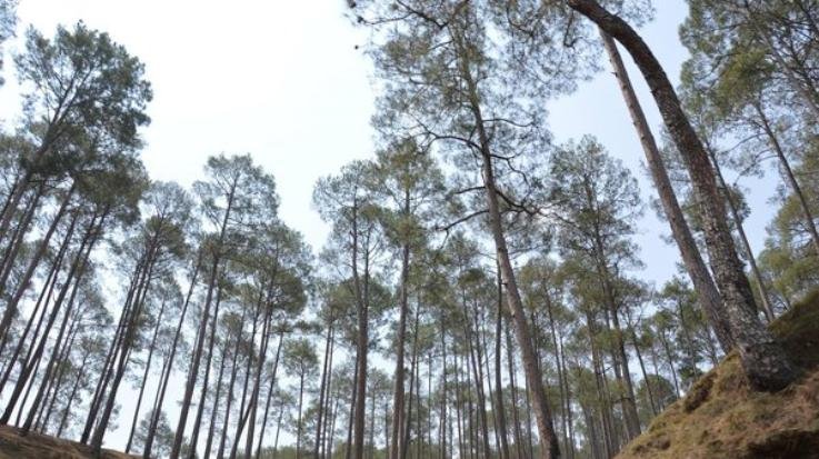  Government considering making compressed biogas from pine leaves: Chief Minister