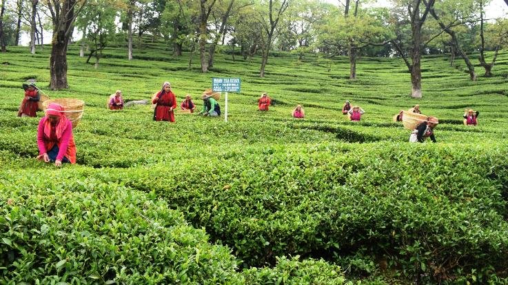  Kangra tea is the second product of the country to be registered as GI in the European Union: Chief Minister