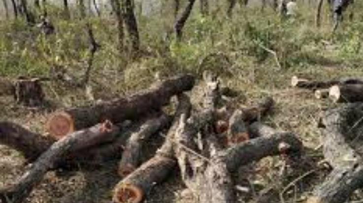 Supreme Court has given permission to cut Khair trees on government land: Chief Minister