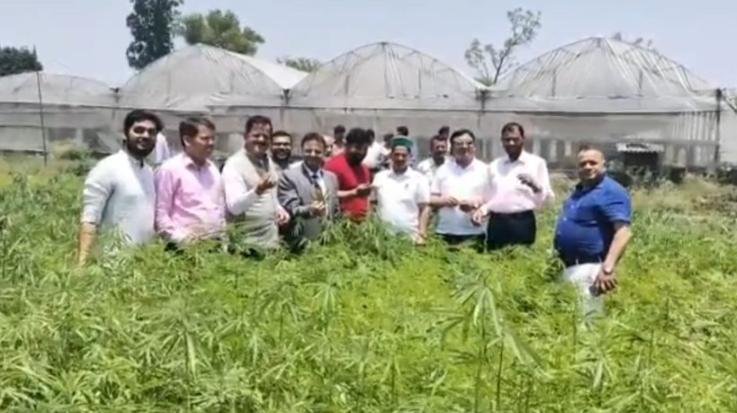 भांग की खेती वैध करने की दिशा में बढ़ रही सरकार