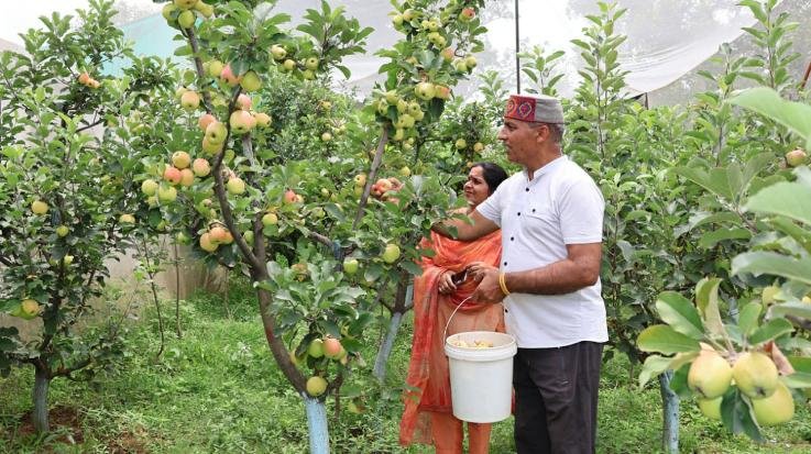 Dharamshala: Taste of self-employment in Shahpur's apple