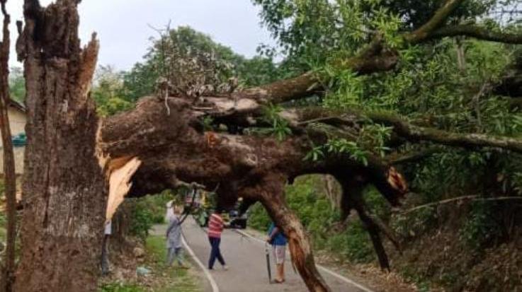 Dadasiba: Dadasiba-Dhaliyara road closed due to falling of mango tree