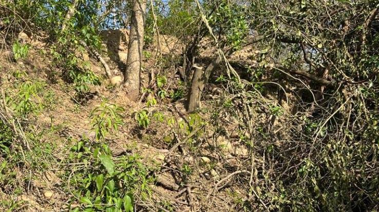  Jaswan-Paragpur: Forest cutters cut 10 sandalwood trees in Sansarpur Terraces Industry Area