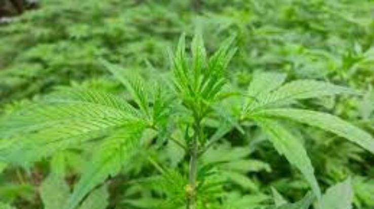 There will be a brainstorm on legal and scientific cultivation of cannabis tomorrow in Dharamshala