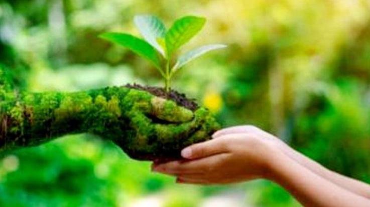 Shimla: Green cover is being increased in the state with the help of JAICA