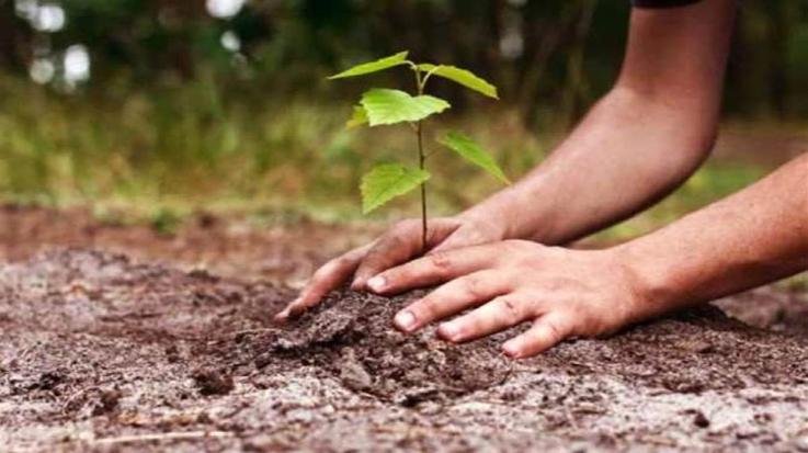 One million saplings will be planted in Dharamshala forest circle: CCF