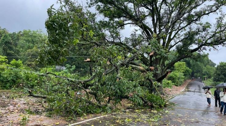 Dadasiba: Driver narrowly escaped falling of mango tree in Nangal Chowk