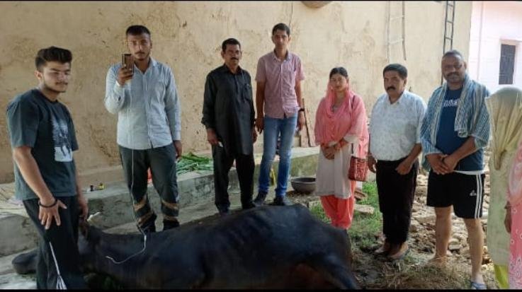 Dehra: Heavy damage due to collapse of cowshed in Dayal, BDO reached the spot