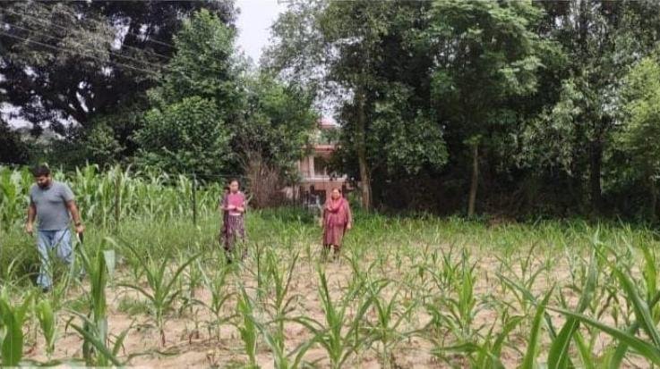Dehra: Suggestions given to farmers to prevent fall army worm in maize