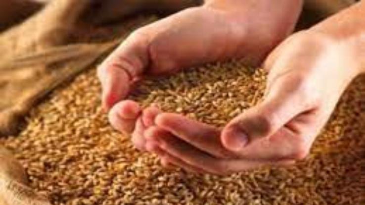  Dharamshala: Along with GST, PAN number is also necessary for wheat purchase