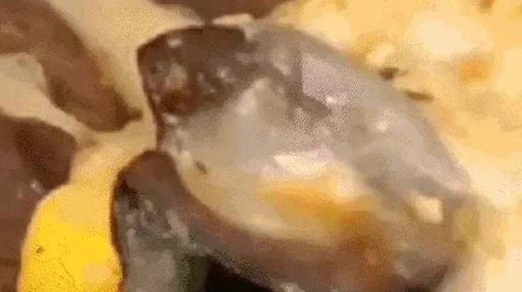 Cockroach found in pizza of a restaurant in Shimla