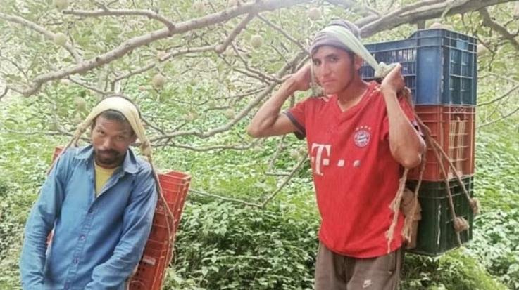 Shimla: Roads closed, gardeners getting laborers to transport apples by paying double the price