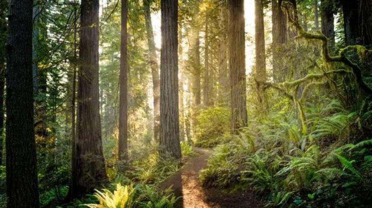  Standard operating procedure prepared for management of damaged trees in forests