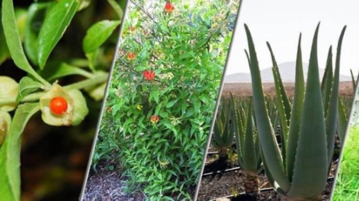 Dharamshala: Free training will be given for cultivation of medicinal and aromatic plants