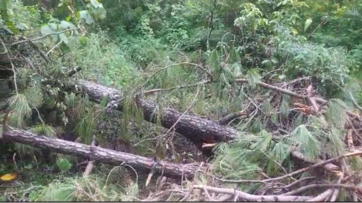 Hamirpur: Wood cut by the forest department is still lying in the forests.