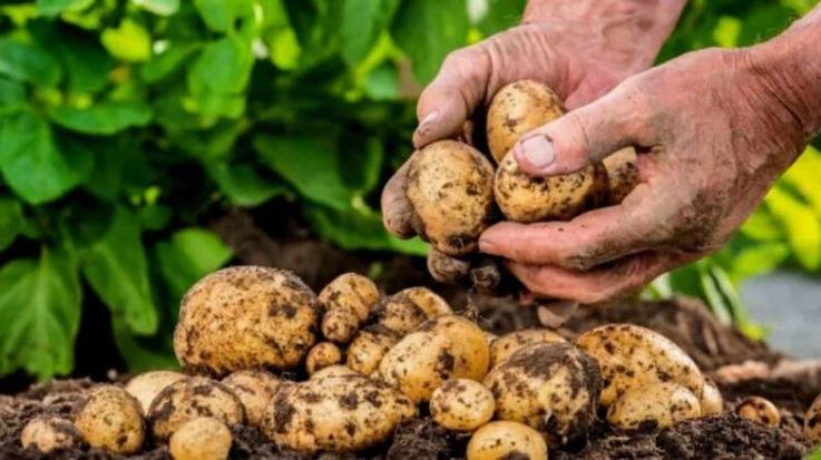 Now people of Shimla city will get natural farming products at their doorstep