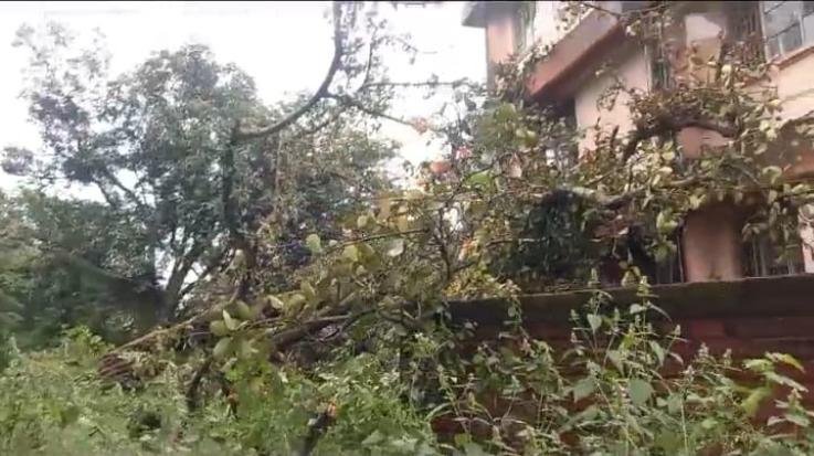 Paragpur: Banyan tree fell on the science block of children's school, Paragpur.