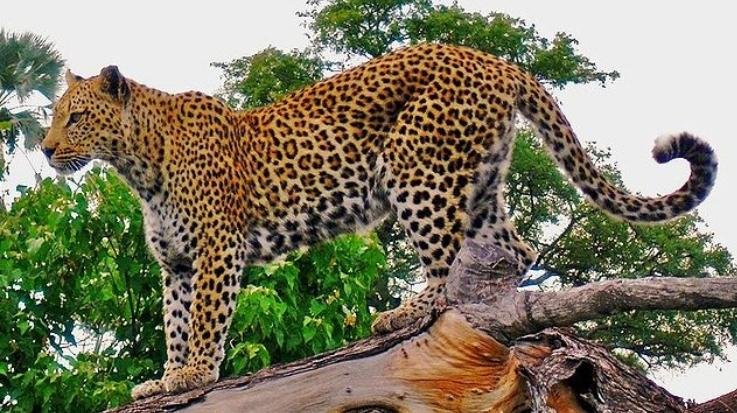 Shimla: Leopard census will be held in the state next month