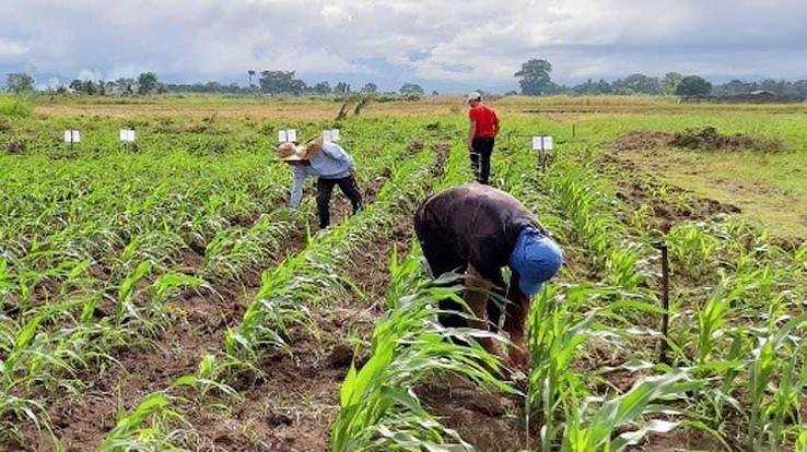 Shimla: Provision of Rs 18 crore in two schemes to provide irrigation facilities