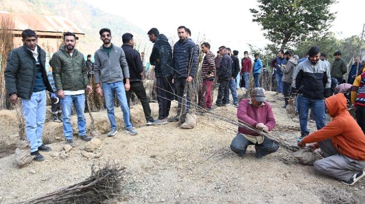 Solan: Sale of annual temperate fruit plants started at Nauni University and Research Centers.